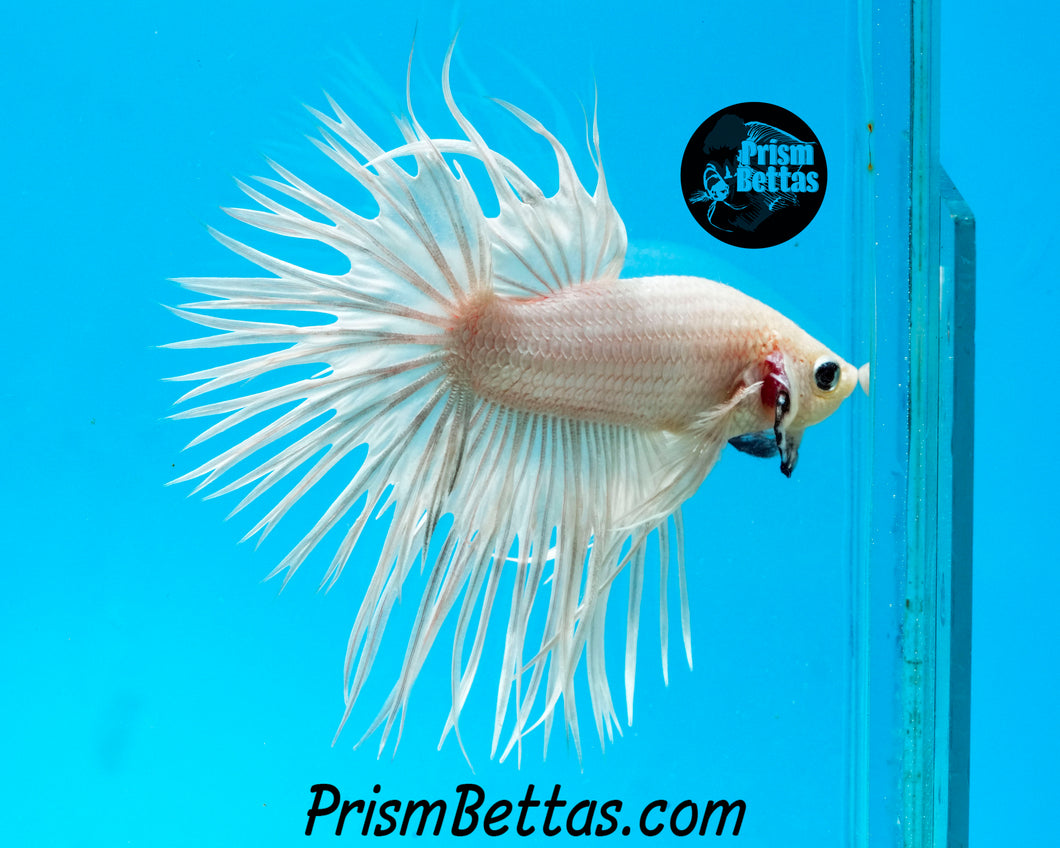 Platinum White Crowntail Male