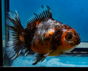 Calico Godzilla Oranda Female (3.5 inches) Imported in Thailand