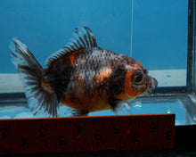 Load image into Gallery viewer, Calico Godzilla Oranda Female (3.5 inches) Imported in Thailand