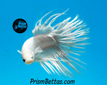 Load image into Gallery viewer, Platinum White Crowntail Male