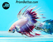 Load image into Gallery viewer, Purple Crowntail Male