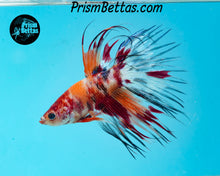 Load image into Gallery viewer, Candy Koi Crowntail Male
