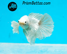 Load image into Gallery viewer, White Dumbo Halfmoon Female