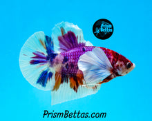 Load image into Gallery viewer, Purple Koi Dumbo Halfmoon Plakat Male