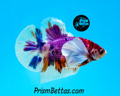 Purple Koi Dumbo Halfmoon Plakat Male