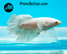 Load image into Gallery viewer, White Dumbo Halfmoon Female