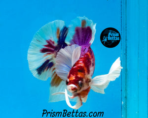 Purple Koi Dumbo Halfmoon Plakat Male