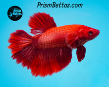 Load image into Gallery viewer, Red Halfmoon Female