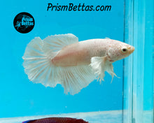 Load image into Gallery viewer, White Dumbo Halfmoon Female