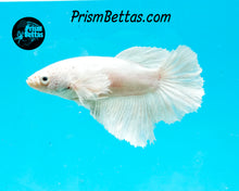 Load image into Gallery viewer, White Dumbo Halfmoon Female