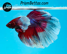 Load image into Gallery viewer, Purple Butterfly Dumbo Halfmoon Female