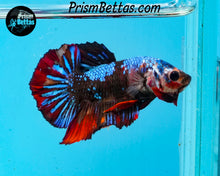 Load image into Gallery viewer, Marble Halfmoon Plakat Male