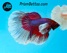 Load image into Gallery viewer, Purple Butterfly Dumbo Halfmoon Female
