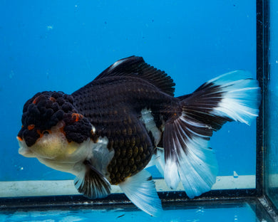 Tricolor Oranda Female (6 inches) Imported in Thailand