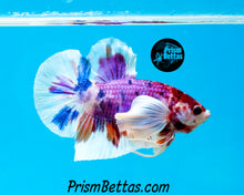 Load image into Gallery viewer, Purple Koi Dumbo Halfmoon Plakat Male