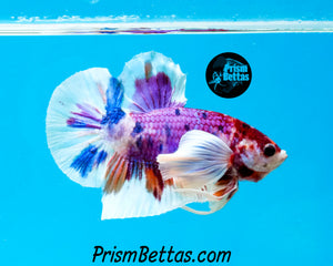 Purple Koi Dumbo Halfmoon Plakat Male