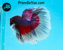 Load image into Gallery viewer, Purple Butterfly Dumbo Halfmoon Female