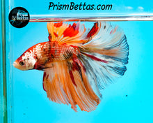 Load image into Gallery viewer, Candy Koi Halfmoon Male