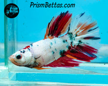 Load image into Gallery viewer, Marble Halfmoon Female