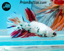 Load image into Gallery viewer, Marble Halfmoon Female