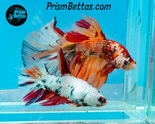 Load image into Gallery viewer, Candy Koi Halfmoon Male