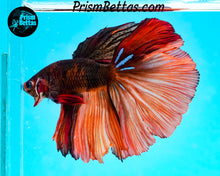 Load image into Gallery viewer, Chocolate Candy Halfmoon Male