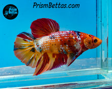 Load image into Gallery viewer, Candy Koi Giant Halfmoon Plakat Male