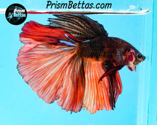 Load image into Gallery viewer, Chocolate Candy Halfmoon Male