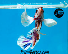 Load image into Gallery viewer, Purple Koi Dumbo Halfmoon Plakat Male