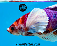 Load image into Gallery viewer, Purple Koi Dumbo Halfmoon Plakat Male