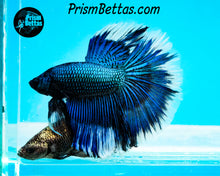 Load image into Gallery viewer, Green Orchid Butterfly Halfmoon Male