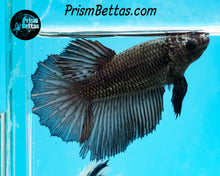 Load image into Gallery viewer, Copper Halfmoon Female