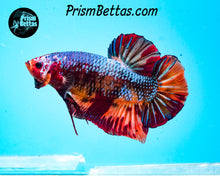 Load image into Gallery viewer, Marble Giant Halfmoon Plakat Male