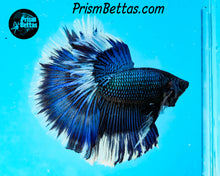 Load image into Gallery viewer, Green Orchid Butterfly Halfmoon Male