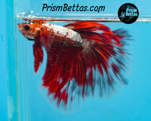 Load image into Gallery viewer, Copper Marble Butterfly Halfmoon Male
