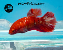 Load image into Gallery viewer, Red Galaxy Koi Halfmoon Female