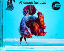 Load image into Gallery viewer, Marble Giant Halfmoon Plakat Male