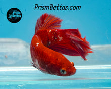 Load image into Gallery viewer, Red Galaxy Koi Halfmoon Female