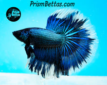 Load image into Gallery viewer, Green Orchid Butterfly Halfmoon Male