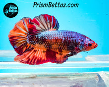Load image into Gallery viewer, Marble Giant Halfmoon Plakat Male
