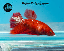 Load image into Gallery viewer, Red Galaxy Koi Halfmoon Female