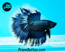 Load image into Gallery viewer, Green Orchid Butterfly Halfmoon Male