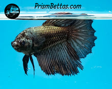 Load image into Gallery viewer, Copper Halfmoon Female