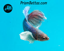 Load image into Gallery viewer, Dumbo Halfmoon Female