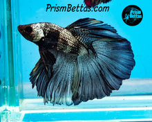 Load image into Gallery viewer, Copper Blacklight Halfmnoon Male