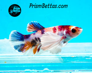 Candy Koi Dumbo Halfmoon Plakat Female (Only one in shipment!)
