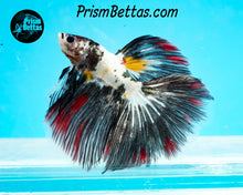 Load image into Gallery viewer, Copper Marble Halfmoon Male