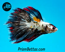 Load image into Gallery viewer, Copper Marble Halfmoon Male