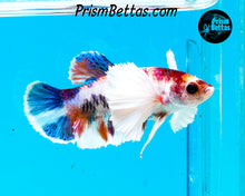 Load image into Gallery viewer, Candy Koi Dumbo Halfmoon Plakat Female (Only one in shipment!)