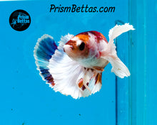 Load image into Gallery viewer, Candy Koi Dumbo Halfmoon Plakat Female (Only one in shipment!)